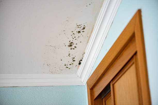 Best Crawl Space Mold Remediation in Gardena, CA