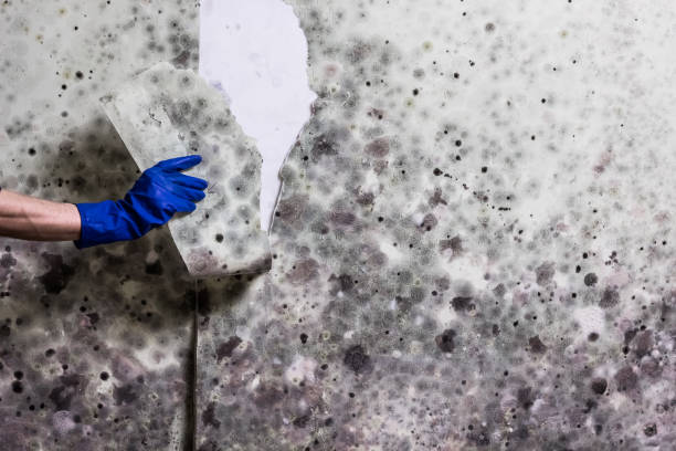 Best Bathroom Mold Remediation in Gardena, CA