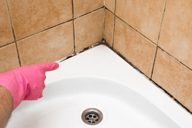 Best Kitchen Mold Remediation in Gardena, CA